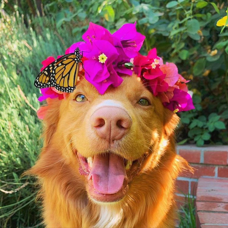 “蝴蝶王”狗版招蜂引蝶