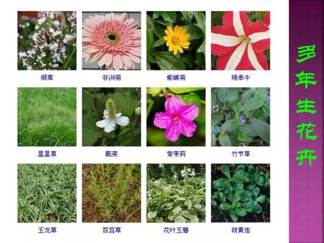 花卉大全500种观叶植物名称,1332种常见花卉植物图谱