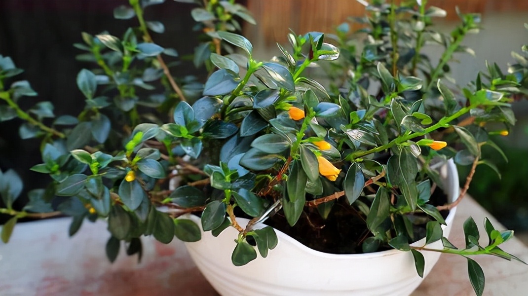 金鱼吊兰的花苞干瘪了是怎么回事,金鱼吊兰怎么养才会开花最快