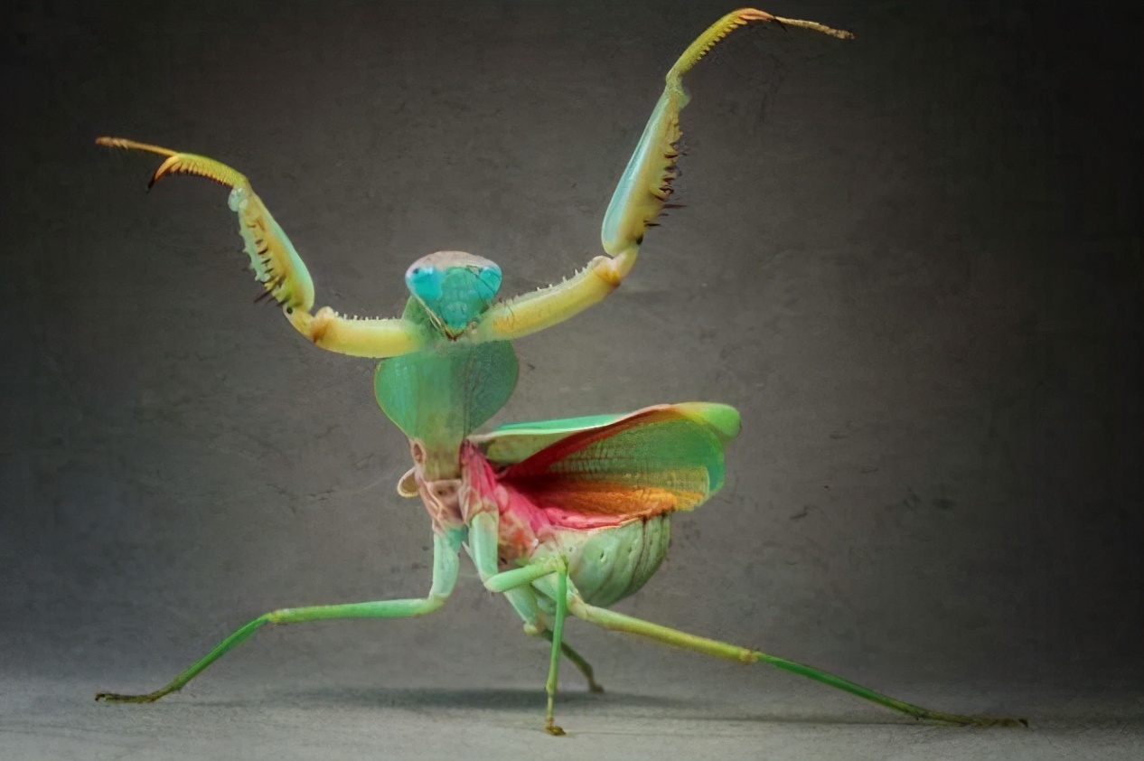 螳螂功有多厉害,中国最厉害的螳螂是