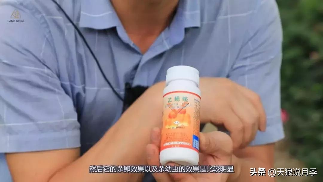 史上最详细的“红蜘蛛”防治攻略三部曲（对应三期视频）