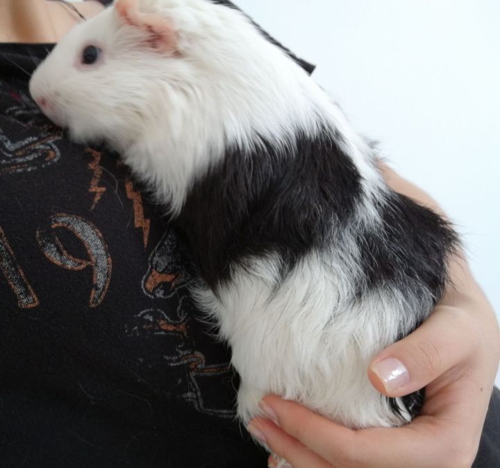 豚鼠长相呆萌可爱,可爱的小豚鼠