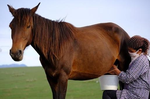 棒奶和不棒奶的区别,白袋奶和一般奶的区别