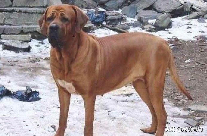 库达犬vs土佐犬咬合力,公认十大最好养的猛犬