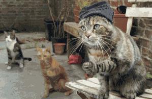 中正的正是什么意思,中正这个词的意思