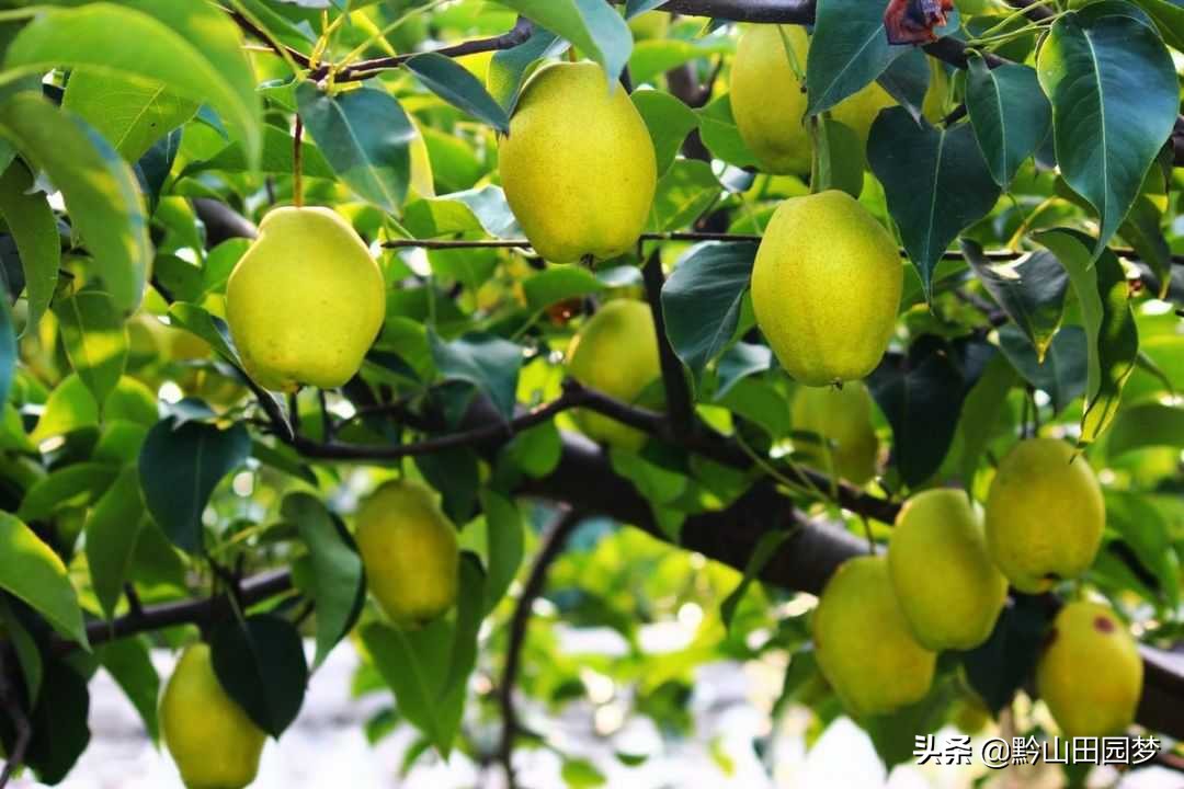 库尔勒的香梨别的地方很好吃,库尔勒珍珠香梨