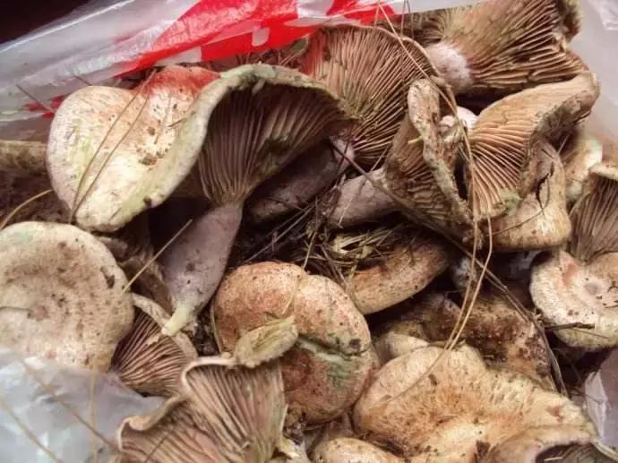 重上匡山拾枞树菇香噗噗大别山珍宝