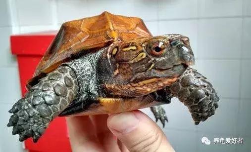 新手一定要知道的养龟技巧,养乌龟的经验总结