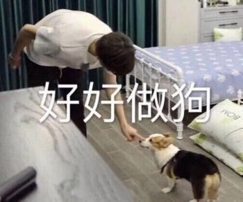 养狗新手与老手的区别,养狗为什么要养纯种犬