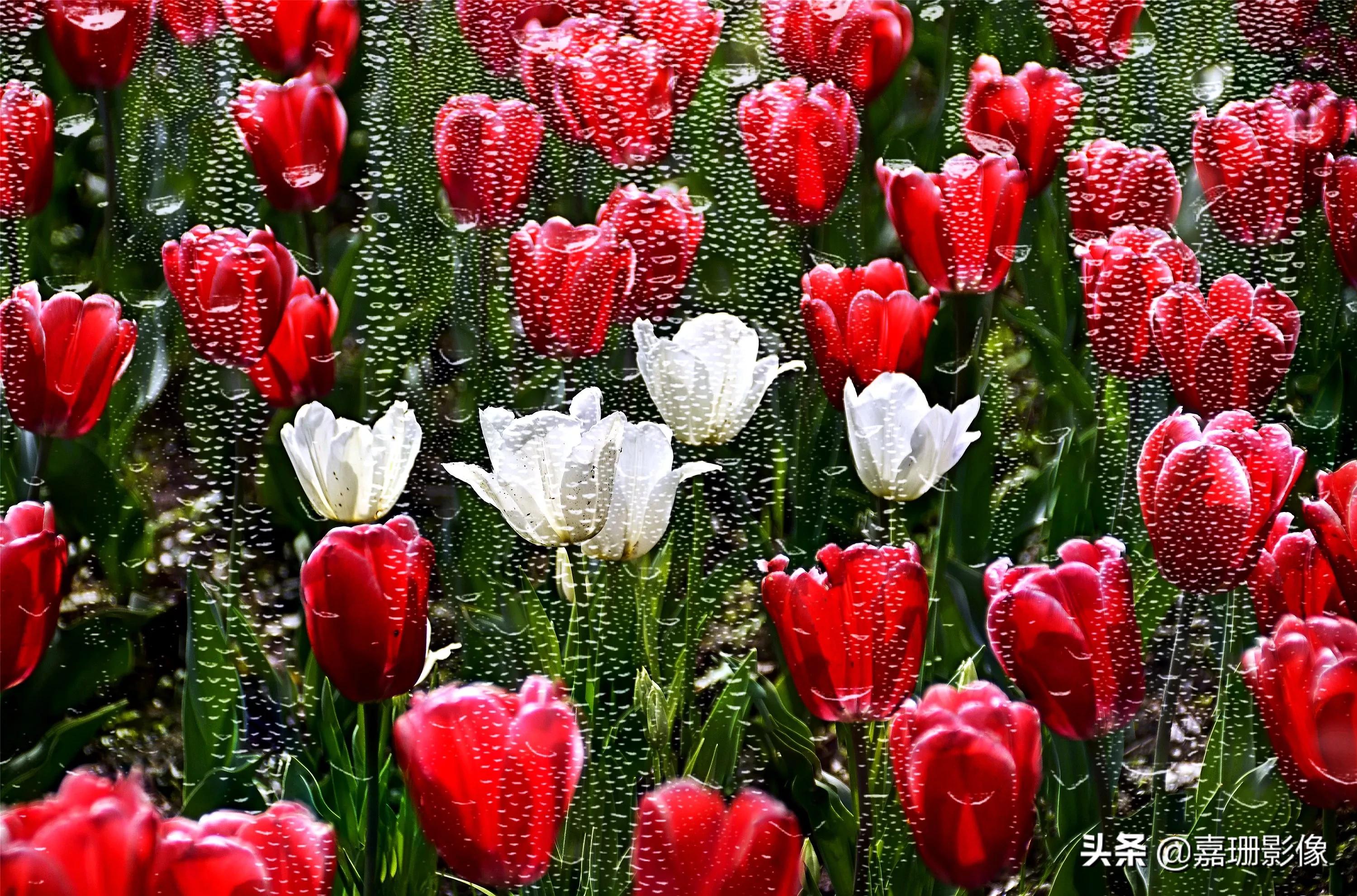 看看花容,听听花语2020年我镜头里的百种花卉