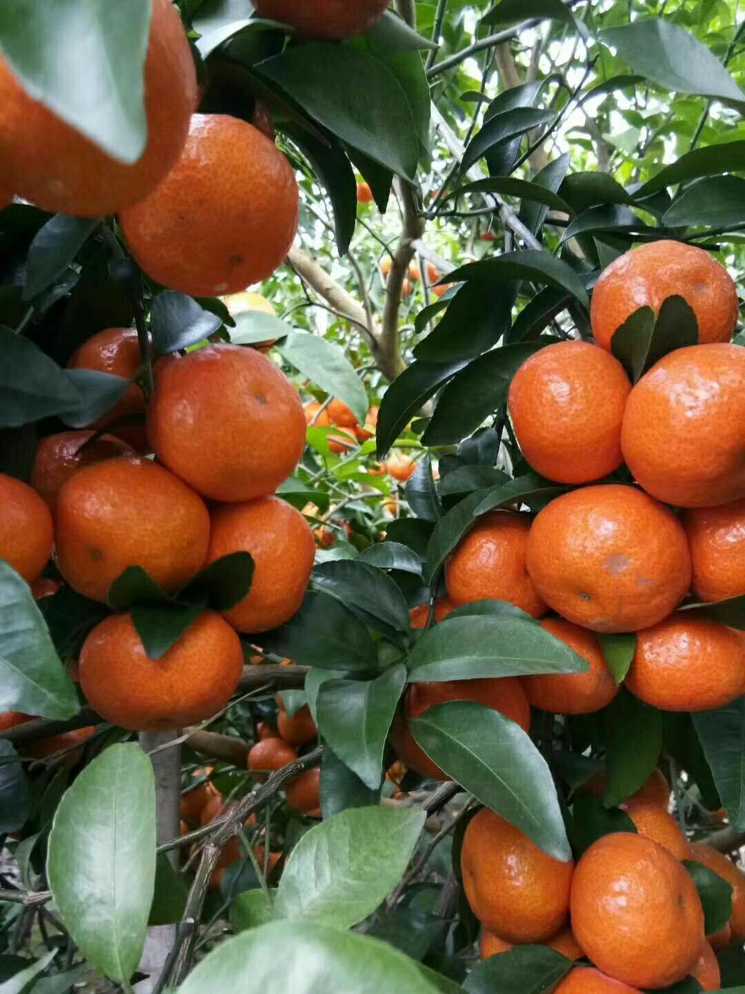 四会砂糖橘介绍,四会沙糖桔直播卖货第一名