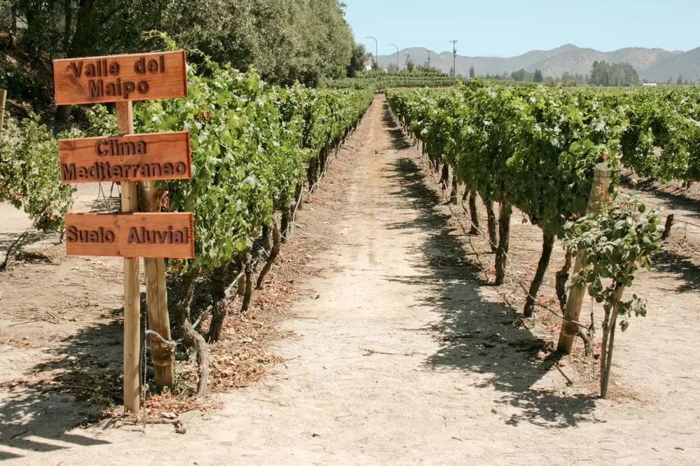 智利星得斯红酒,有名气的葡萄酒