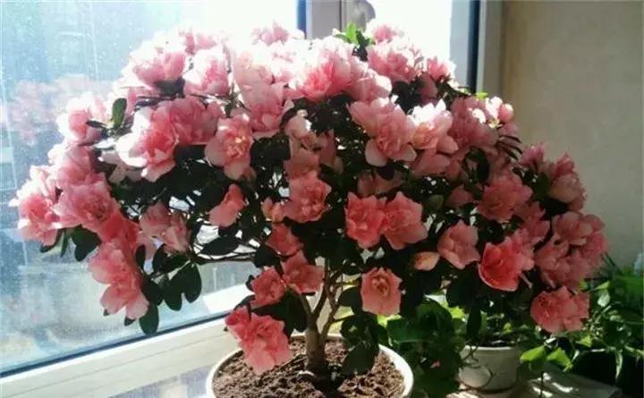 常见植物大全视频,常见的木本植物有哪些