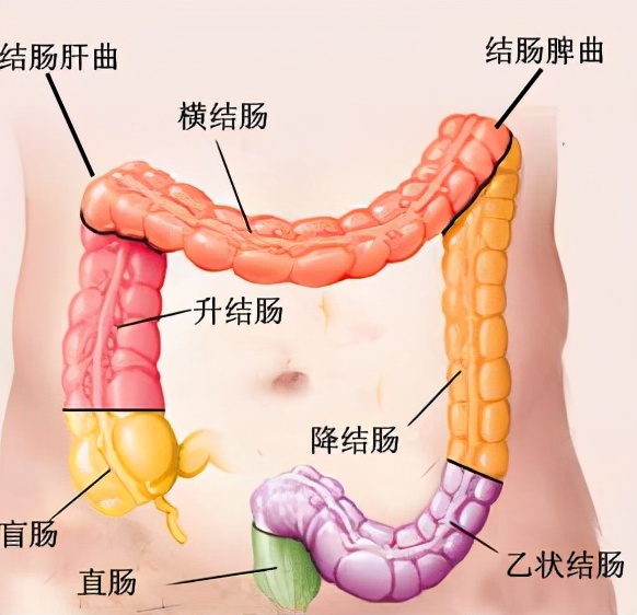 大肠是什么样的,大肠是什么梗