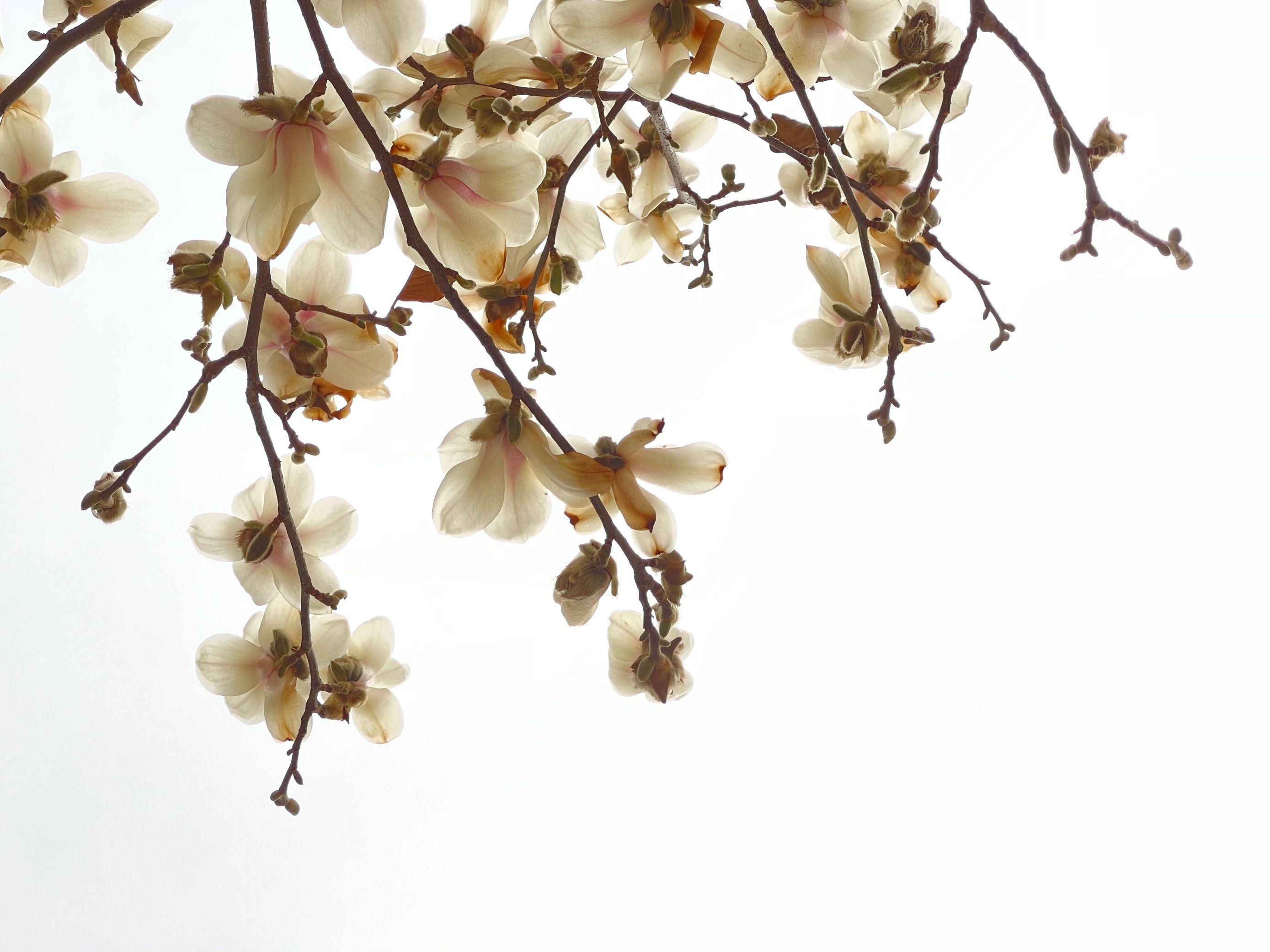 玉兰花下拍摄人像教程,水墨画玉兰花的创作和理念