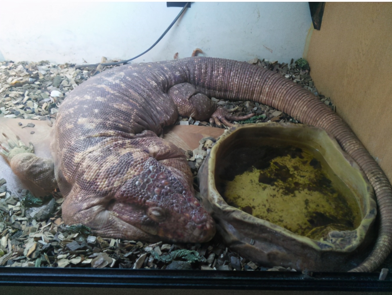 爬宠怎么安排饲养全部过程,饲养任何爬宠都需要注意这几点