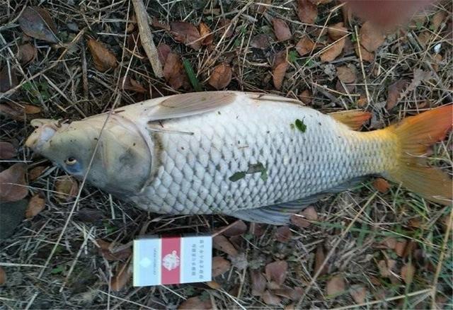 钓鱼要一直握着竿吗,钓鱼要守一个地方吗