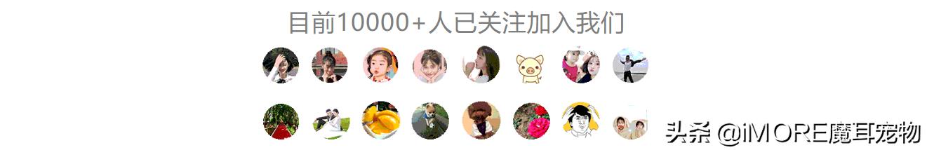 资深铲屎官都喂猫咪吃些什么,铲猫咪屎有注意事项吗