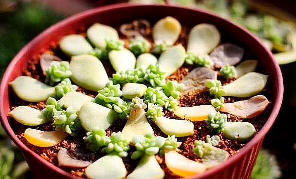 网购的多肉用什么土上盆,网购多肉栽种后多久施肥