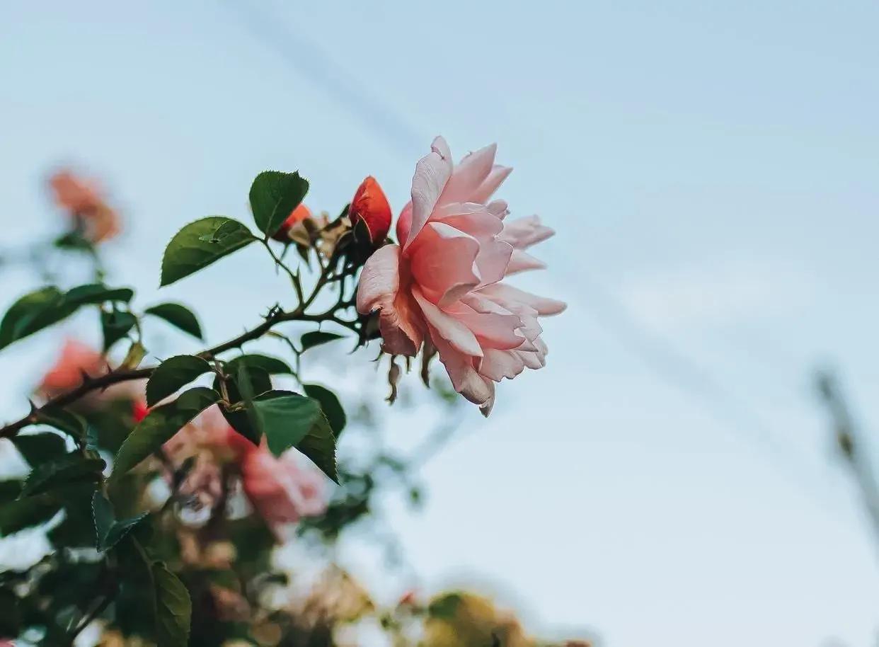 《什么是人生》,什么是人生什么是人性