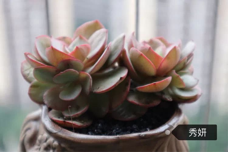 多肉名字怎么记,多肉的品种图片及名字寓意