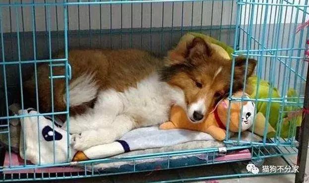 狗狗发情期应该照顾小窍门,快来看看吧