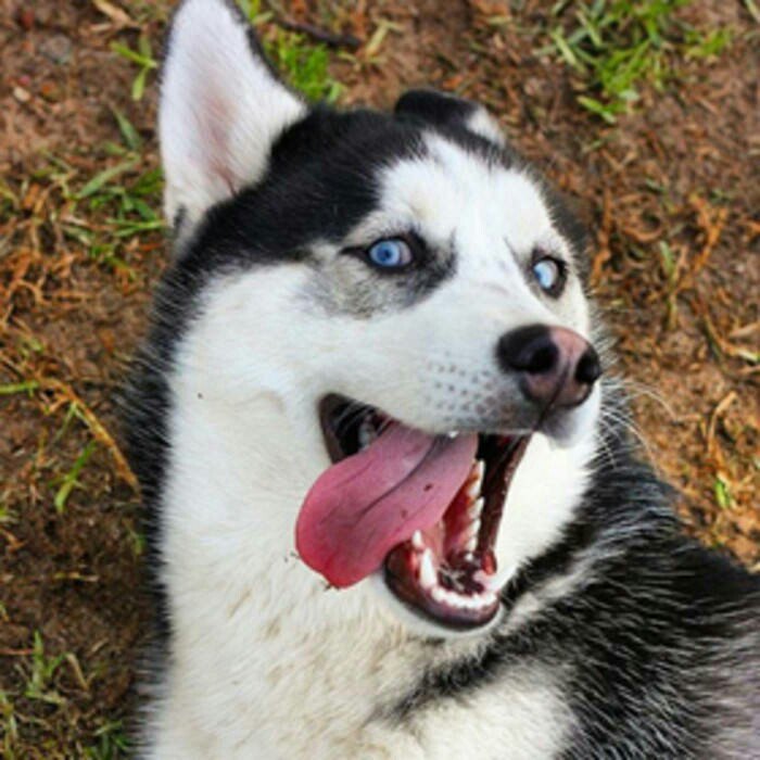 金毛和哈士奇哪个更适合家庭犬,金毛和哈士奇哪个是大型犬