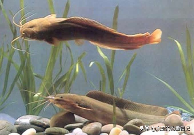 被误会的鲶鱼,什么样的鲶鱼最好吃