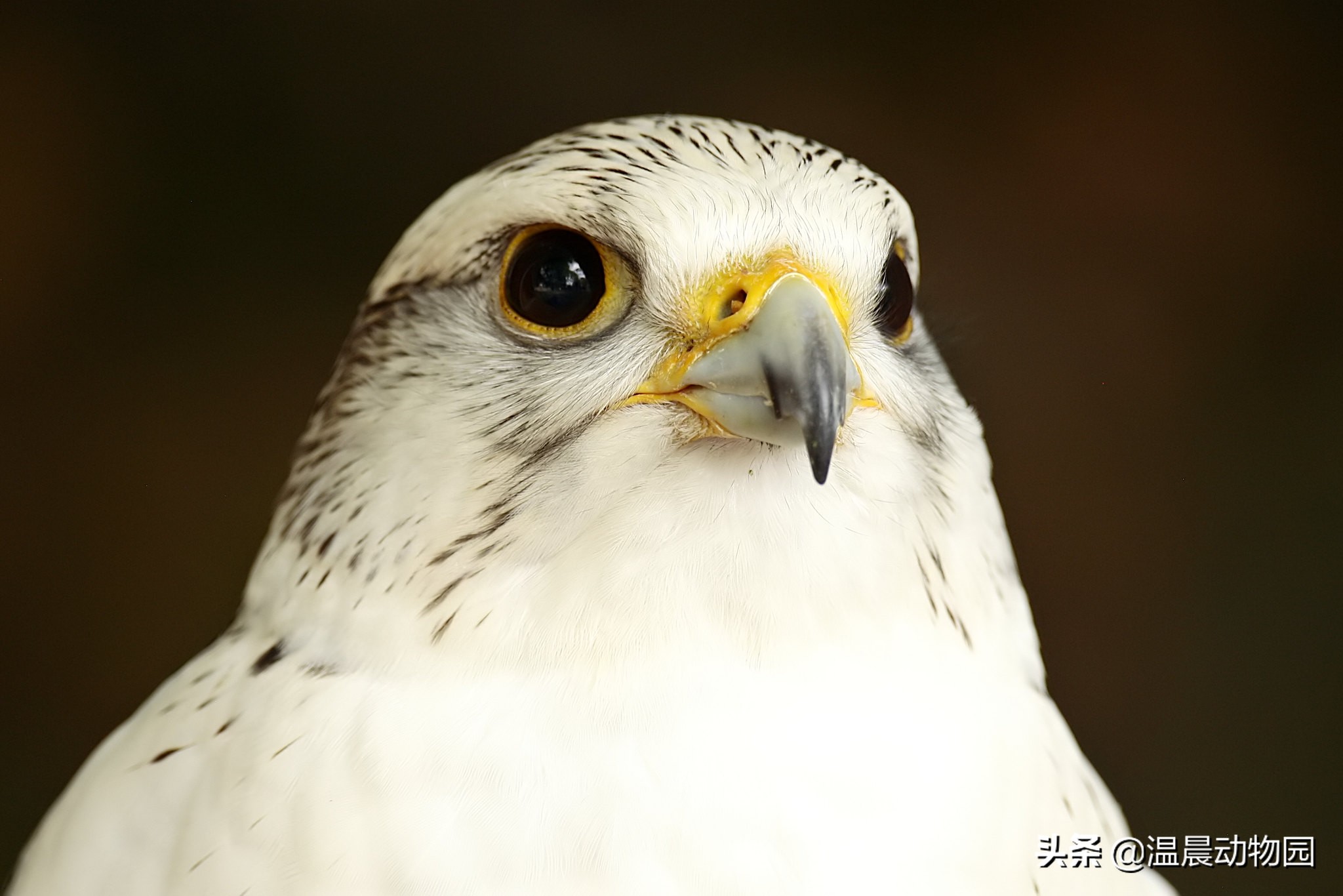 海东青简介和历史,海东青为什么是免死金牌