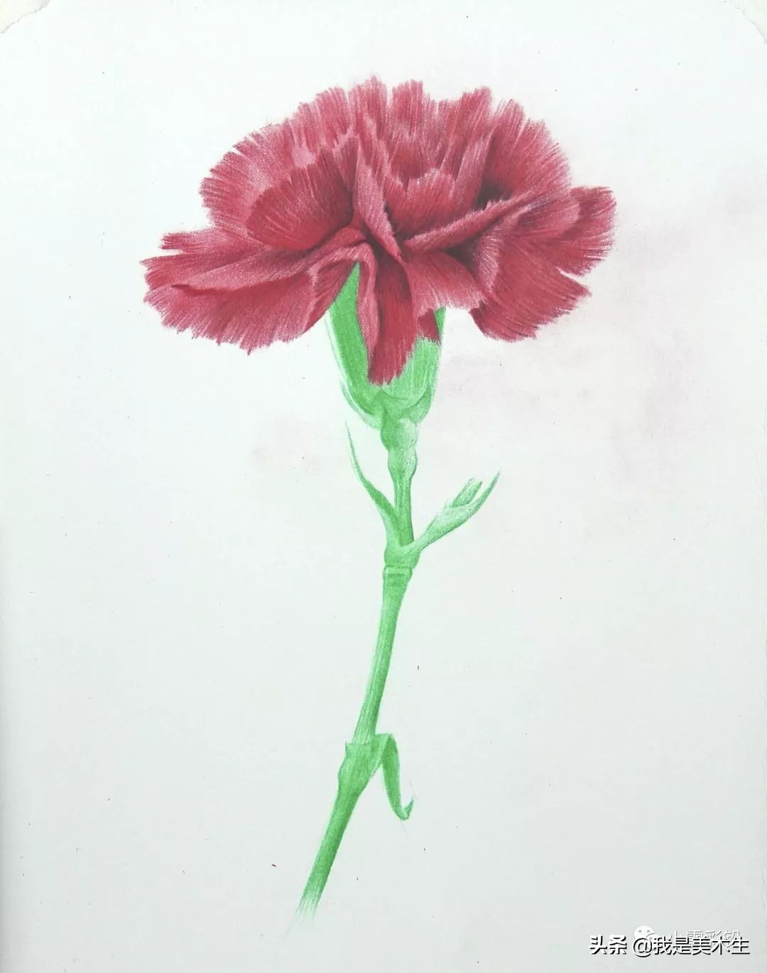 怎么画一束美丽的彩铅康乃馨,怎么用彩铅给纸做康乃馨上色