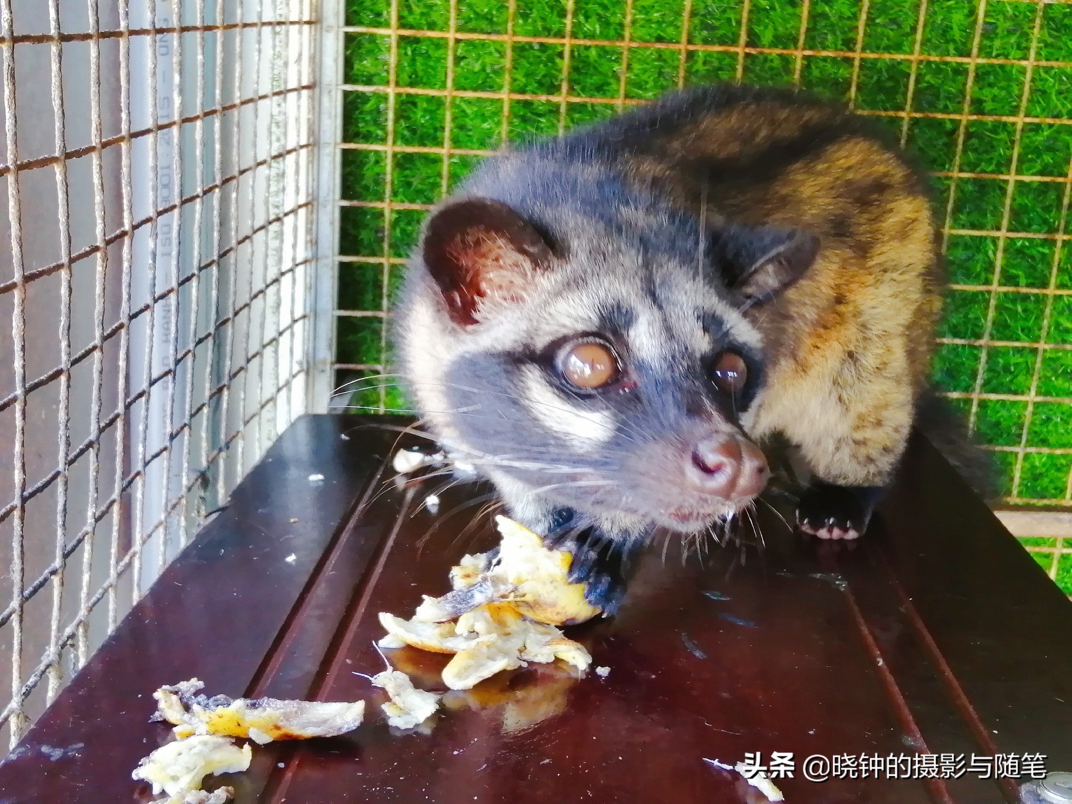 越南麝香猫速溶咖啡,野生麝香猫的猫屎咖啡