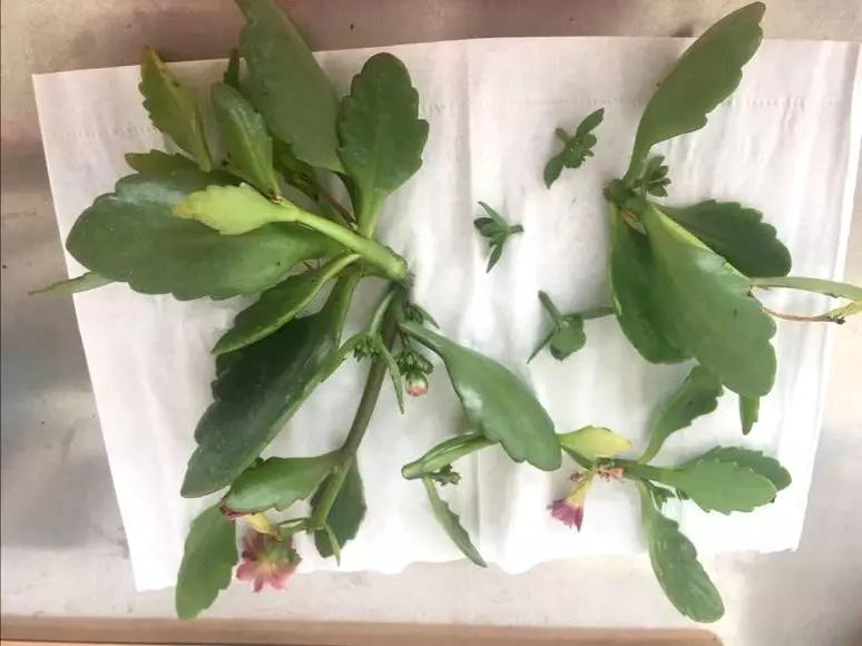 栀子花月季花叶子发黄有黑斑点,茉莉栀子花叶子发黄怎么办