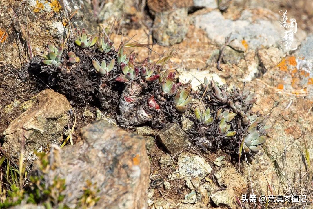 美国加州海岸仙女杯偷盗,美国加州仙女杯产业