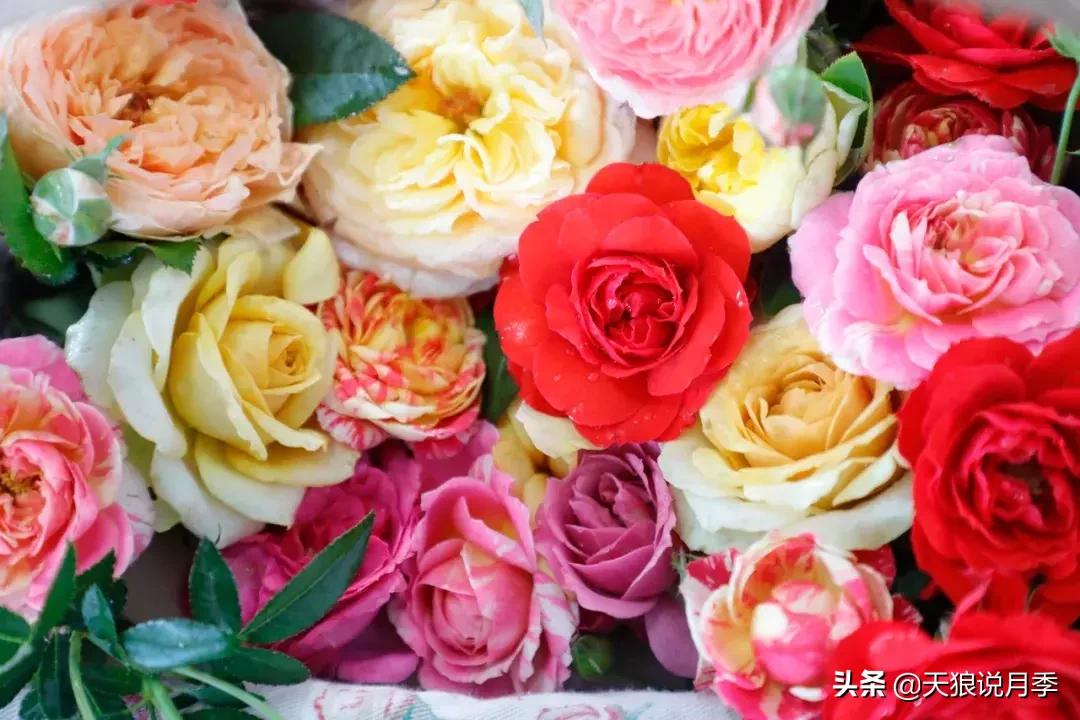 秋季月季突然枯萎是怎么回事,月季花朵未开就干枯了是怎么回事