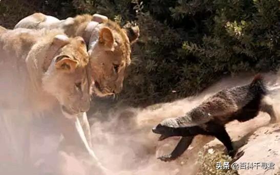 蜜獾不怕毒蛇吗,蜜獾无所畏惧