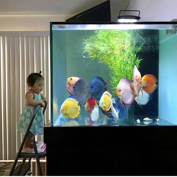 鱼缸长绿藻说明水质好还是差,水族箱长绿藻代表水质好吗