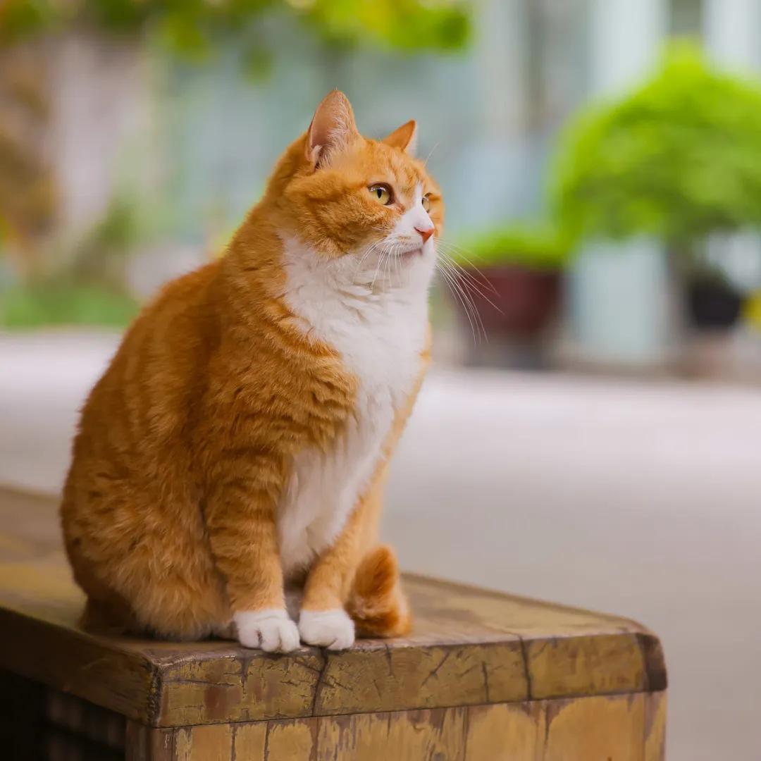 听说我没有脖子？