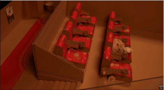 身价300万的仓鼠外网走红！住3层电梯豪宅，丰富娱乐，人不如鼠啊