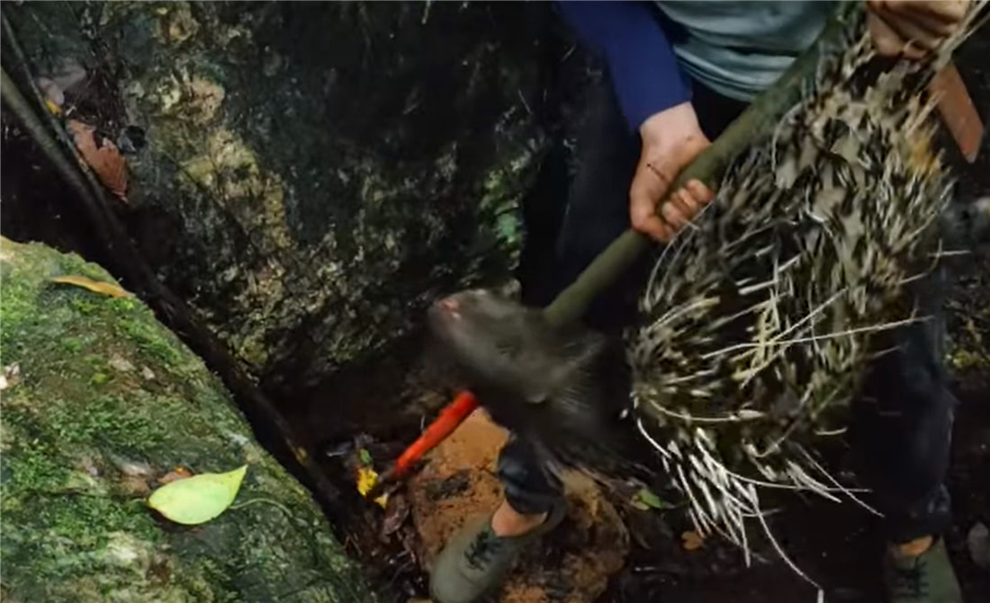 小伙太狠心!制作了一把3米长的弓弩,射中一只30斤的豪猪