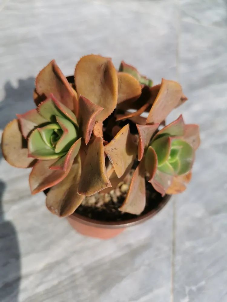 适合从小养到大的多肉,由小到大由浅入深