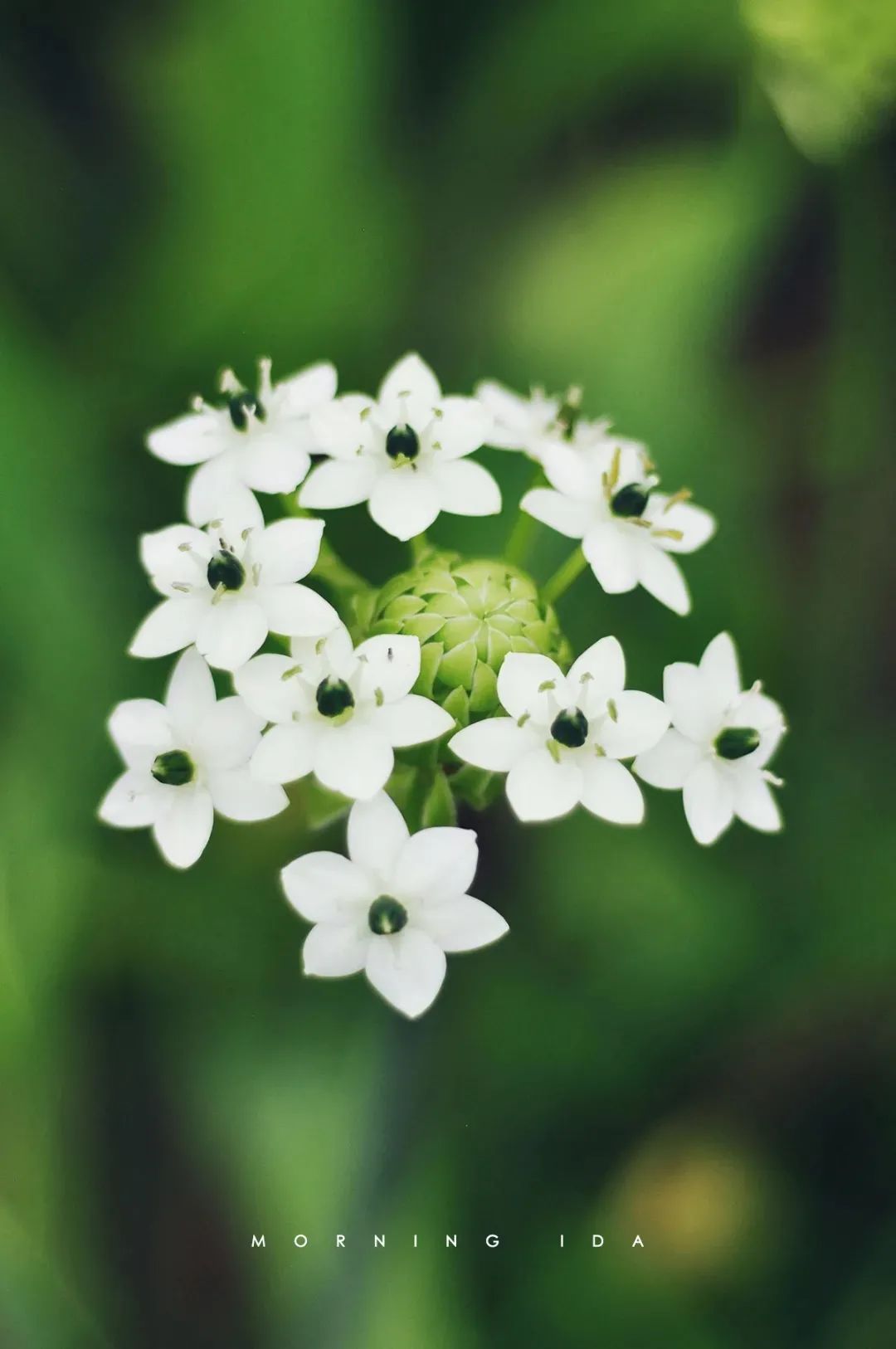 家里要有氛围感什么花比较好,家里高级的花