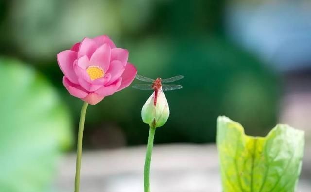 微山湖新鲜莲蓬采摘,微山湖旅游攻略美食
