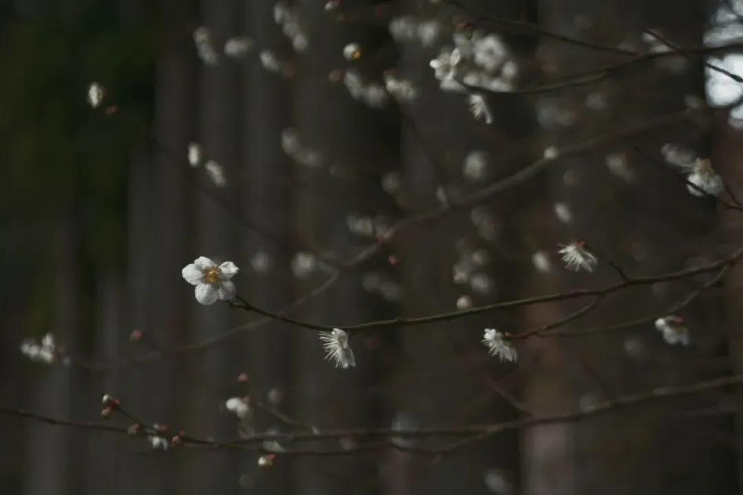 拍梅花技术的技巧和方法,拍梅花的最佳方法