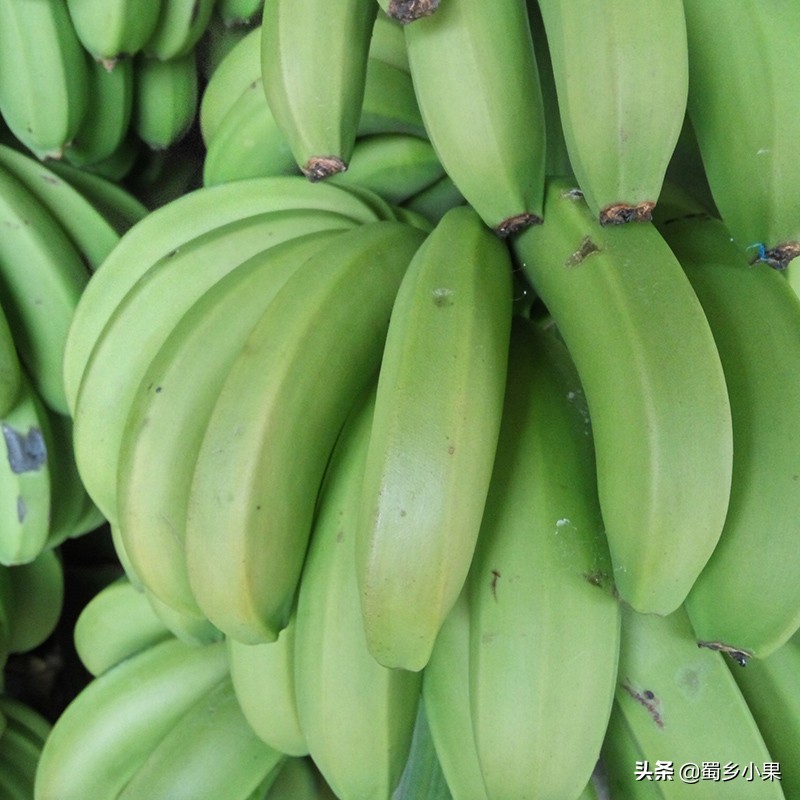 香蕉有哪些形状,现在香蕉和已经灭绝的香蕉品种
