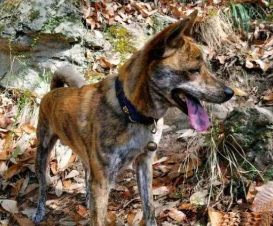 康熙喜欢虎斑犬,康熙的御用名犬