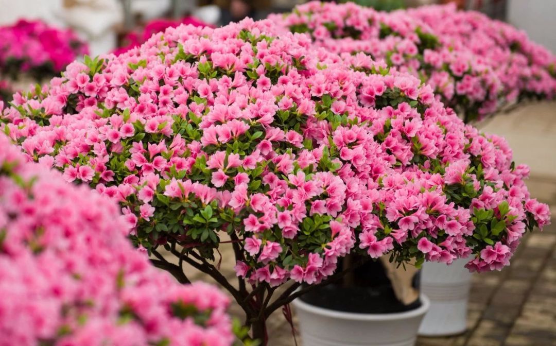 100种常见观叶植物图鉴史上最全,农村常见的100种植物