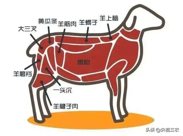 怎么辨别羊肉是山羊肉还是绵羊肉,羊肉是山羊肉好吃还是绵羊肉好吃