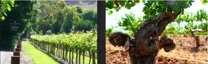 营收51.4亿，张裕的高光时刻|观察