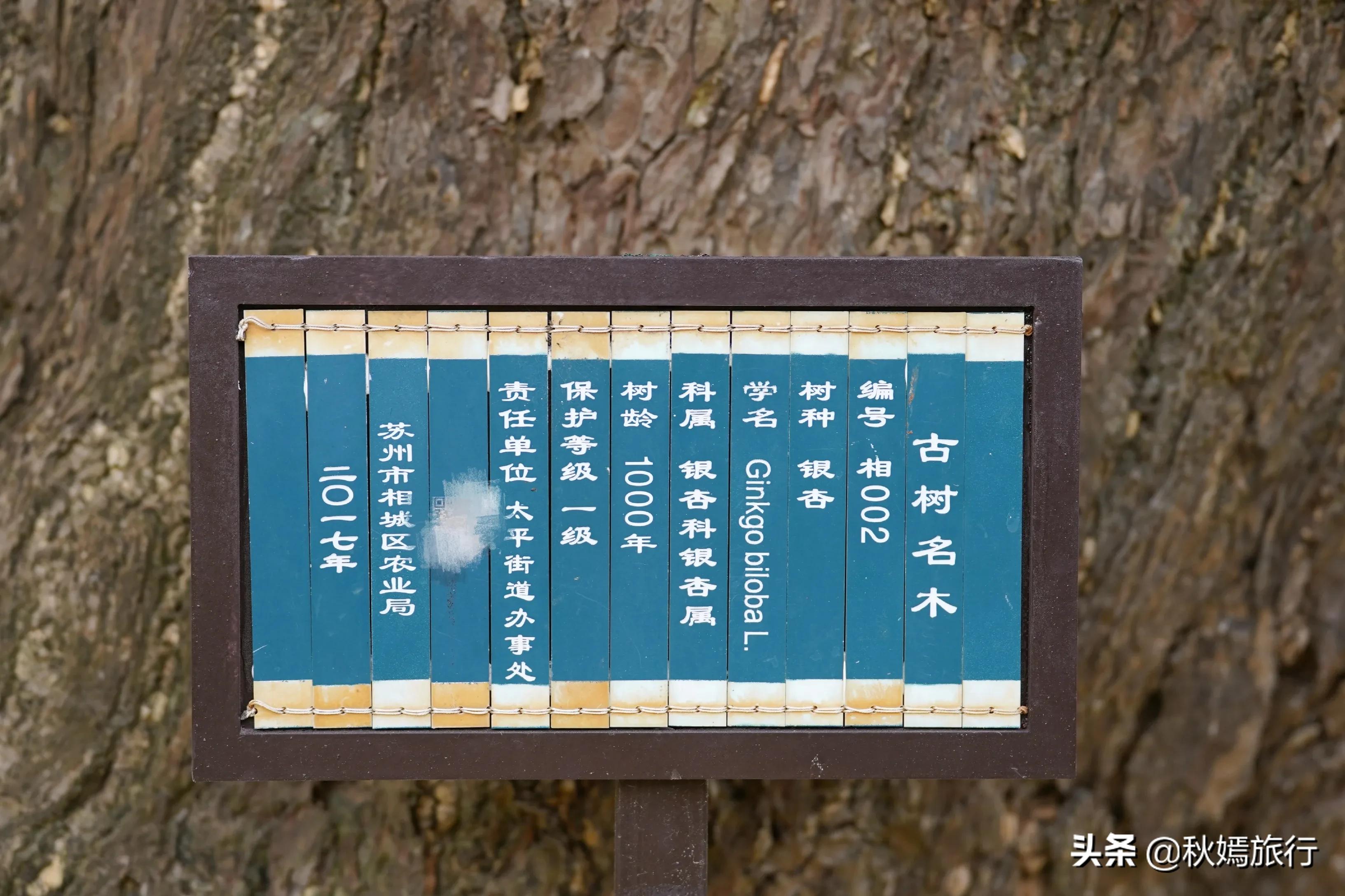 相城区北桥镇千年银杏树,苏州相城银杏打卡