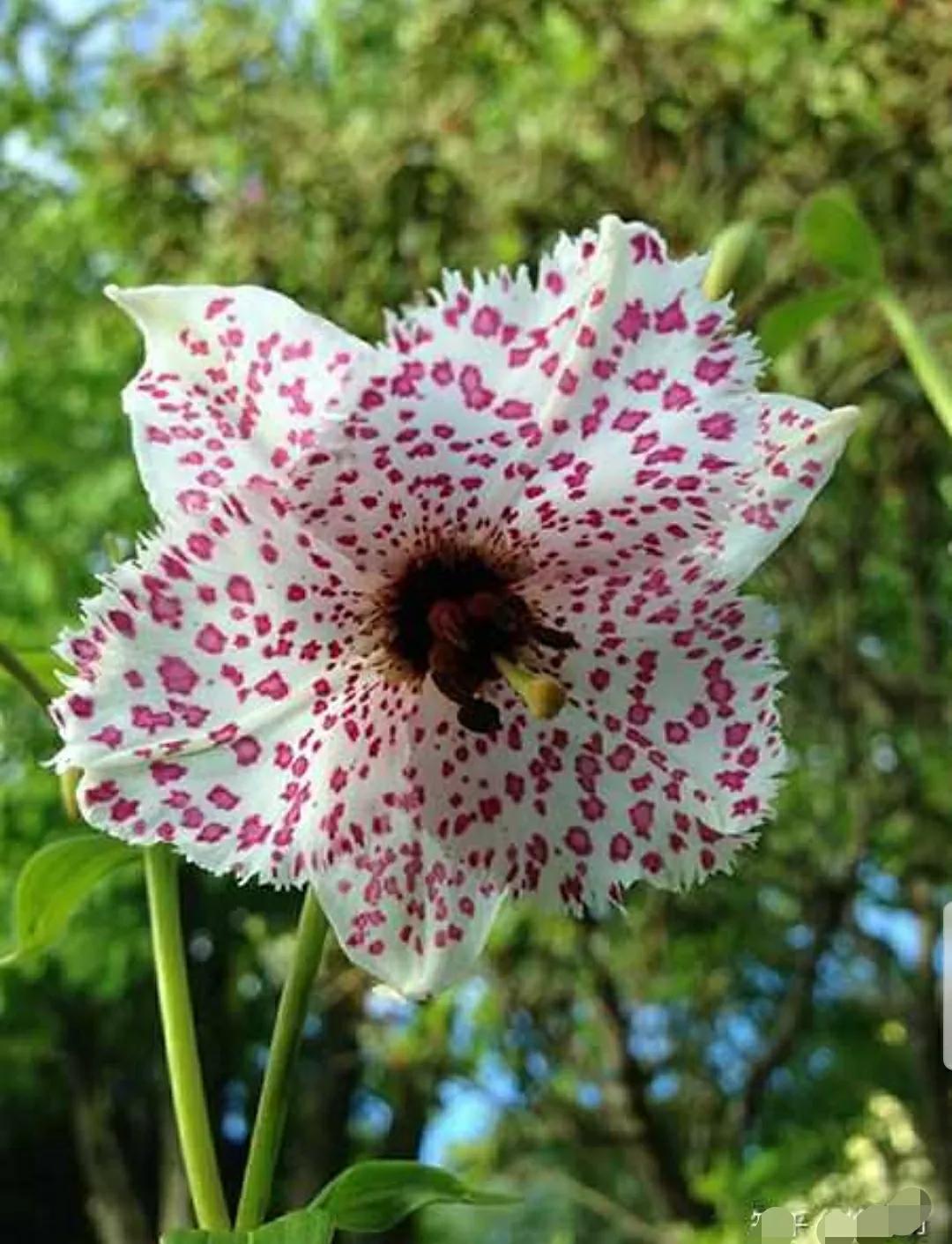 芳踪难觅濒危花!清新治愈篇:沙漠高原是吾家,豹子花的春天来了